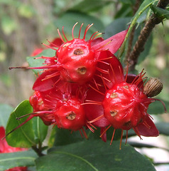 Sticky Red Fruits