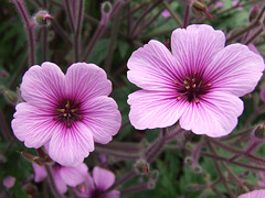 Purple Flowers