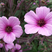 Purple Flowers