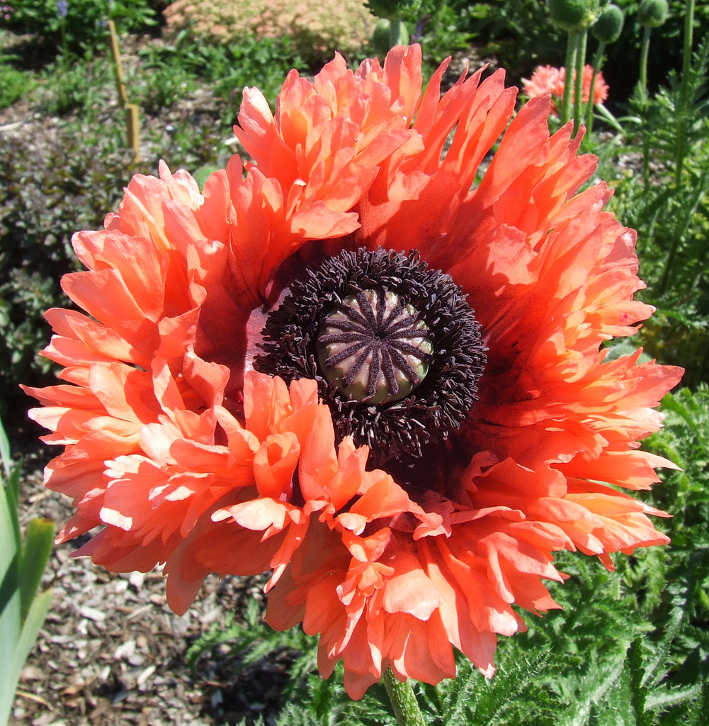 Red Feathery Poppy