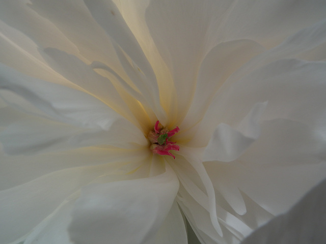 Centre of a rose