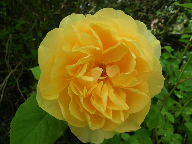 Yellow Rose