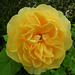 Yellow Rose