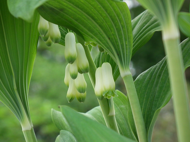 White on Green