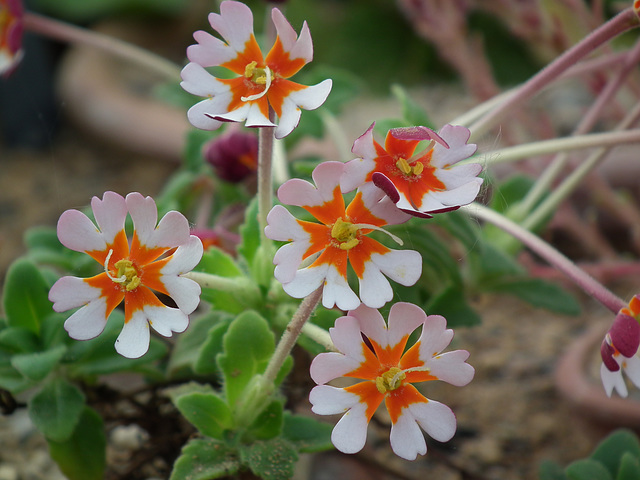 Orange and White Alpine