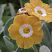 Dusky Yellow Polyanthus