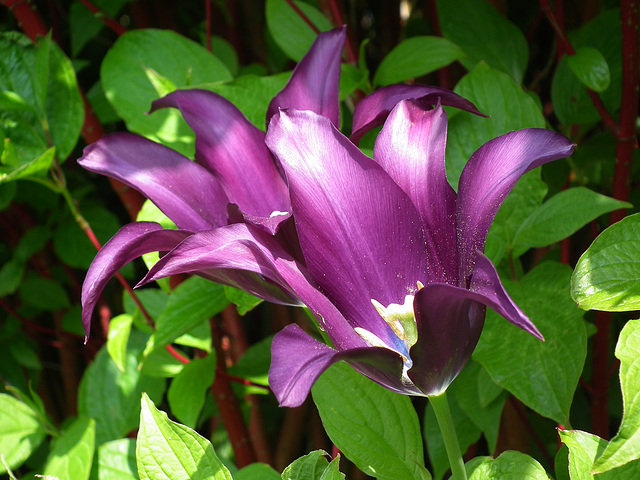 Dark Purple Tulip