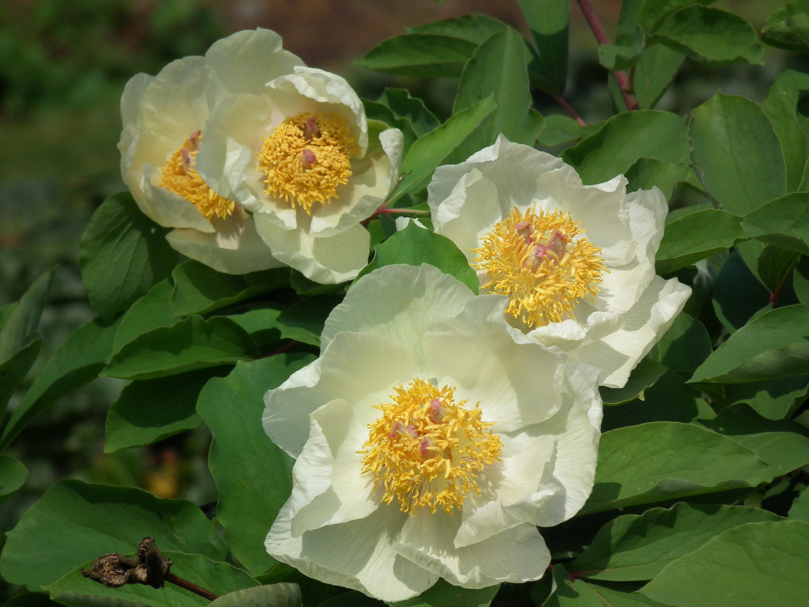 White Peonies