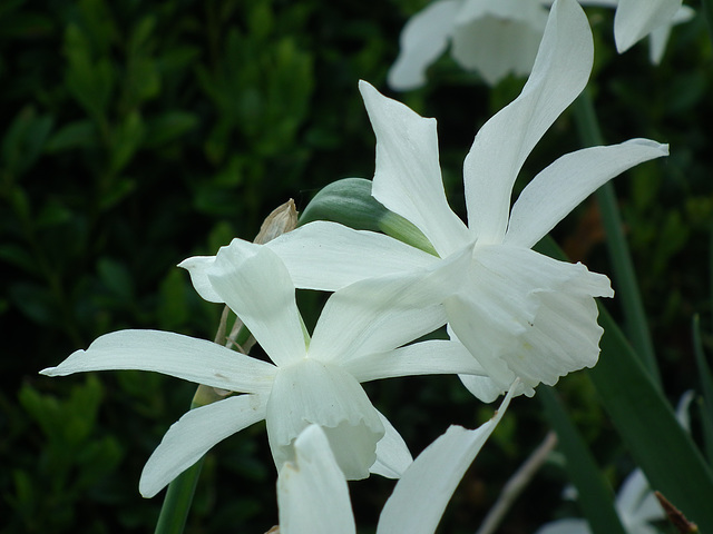 White Narcissus