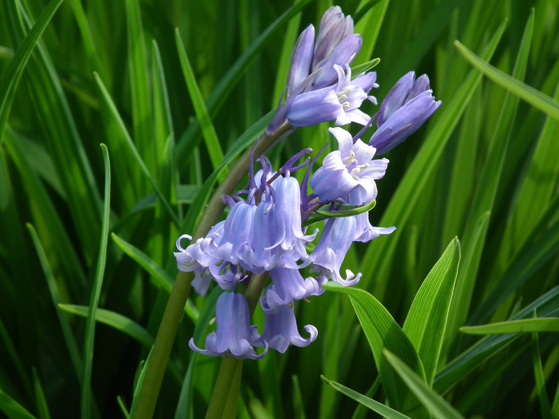 Bluebells on Green