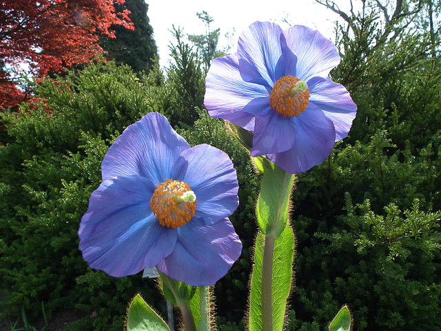 Himalayan Poppy