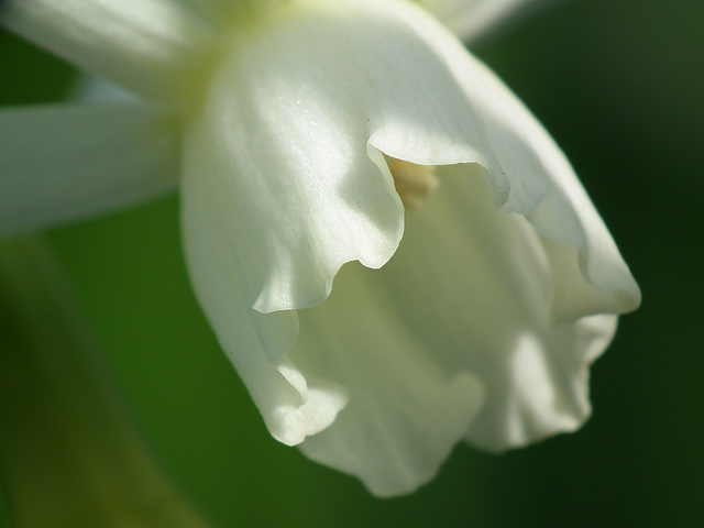 Narcissus Trumpet