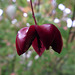 Red Autumn Seed Pod
