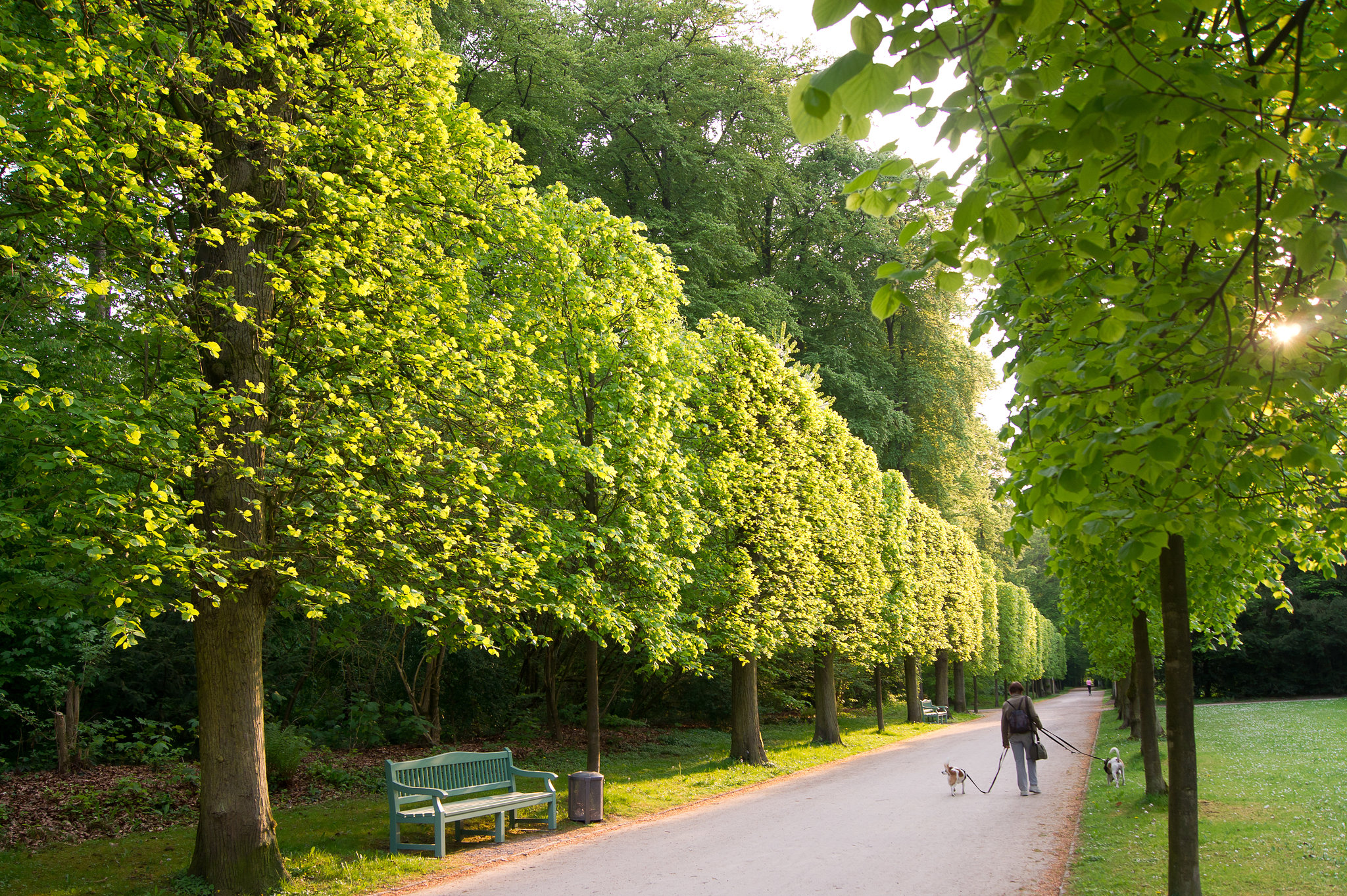 Lindenallee Benrather Schlosspark DSC00164-1