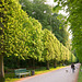 Lindenallee Benrather Schlosspark DSC00164-1