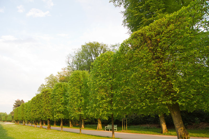 Lindenallee im Benrather Schlosspark DSC00163-1