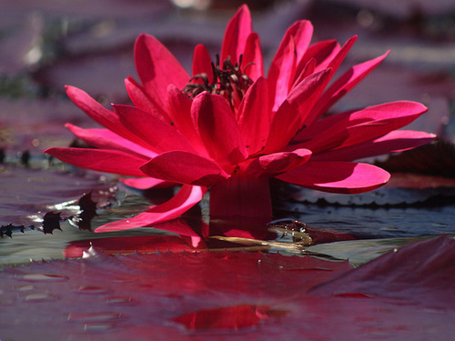 Tropical Waterlily