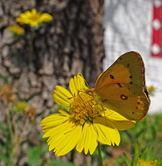 Clouded Sulphur butterfly(Colias philodice)