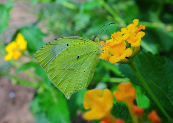 Mexican Yellow butterfly (Eurema mexicana)