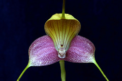 Masdevallia caudata