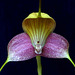 Masdevallia caudata