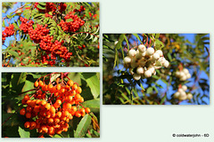 Do you prefer your rowan berries, red, orange or white?