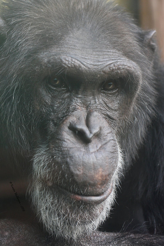 Mein besonderer Freund Henry (Zoo Heidelberg)