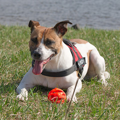 Jack Russell Rico DSC00130-1