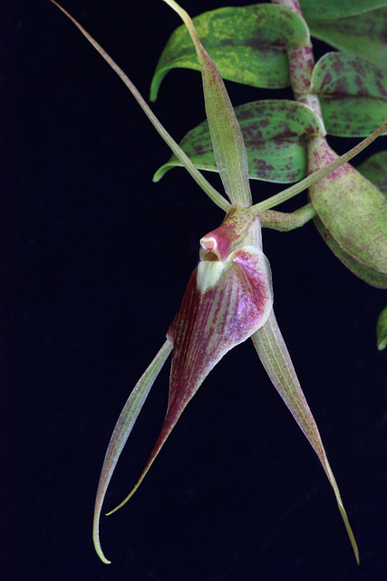 Epidendrum escobarianum