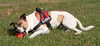 Jack Russell Rico DSC00103-1