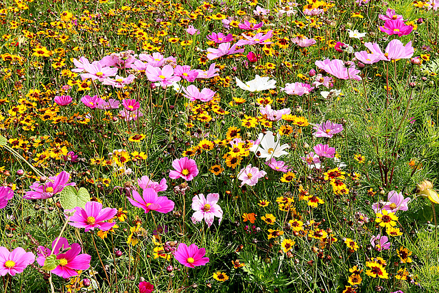 Blumenwiese