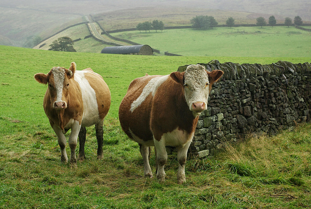 A big lass and a bonny lass