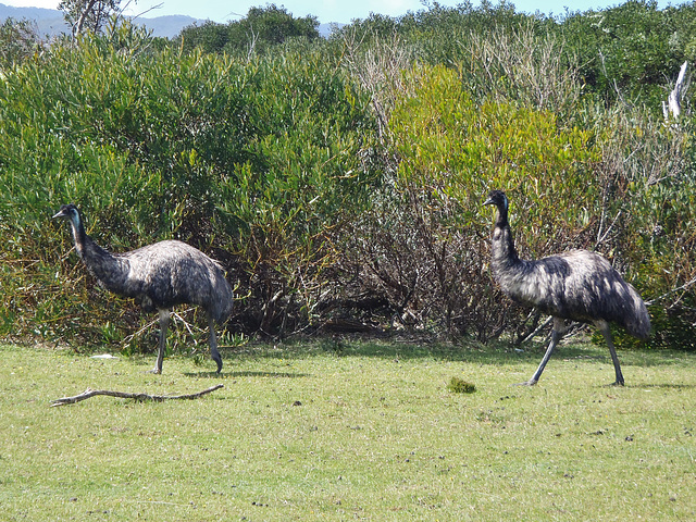 unsociable emus