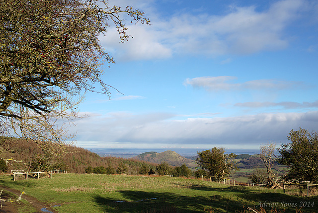 The Hollies Nature Reserve