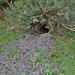 Darby River wombat hole