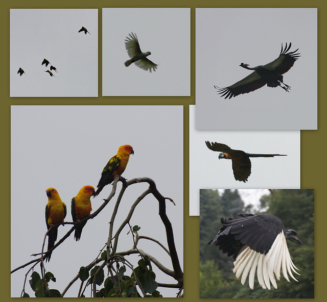 Vogelpark Walsrode