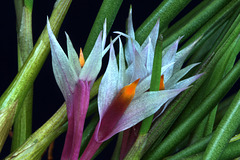 Dendrobium hellwigianum