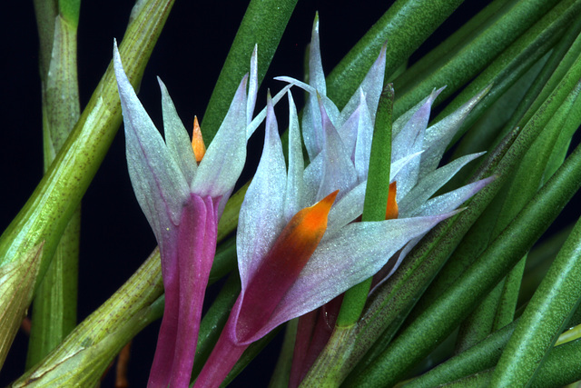 Dendrobium hellwigianum