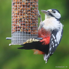 Regular, if somewhat easily spooked visitor: Female Greater Spotted woodpecker