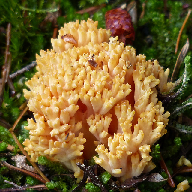 Coral Fungus sp