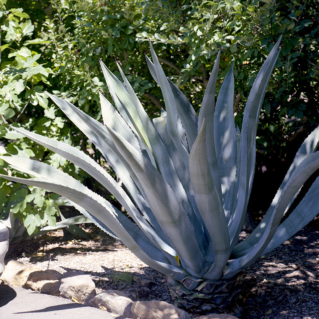 Agave Activista