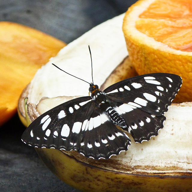 Common Sargeant / Athyma perius