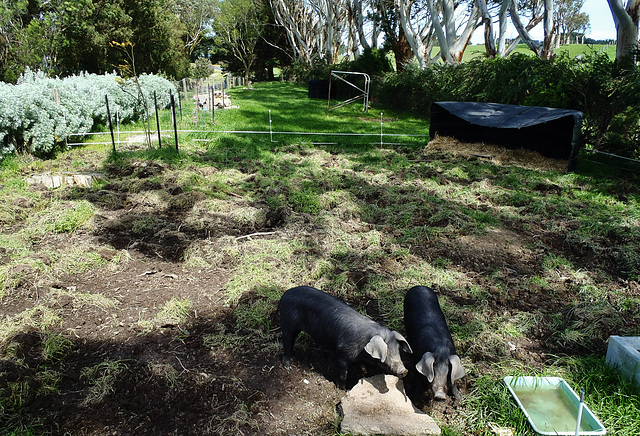 Nigella & Delia dig for treasure