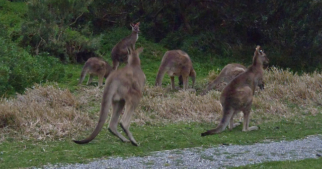 Darby River kangaroos