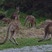 Darby River kangaroos