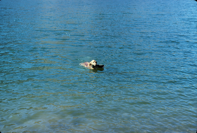 Sara swimming