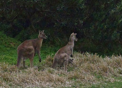 Darby River kangaroos