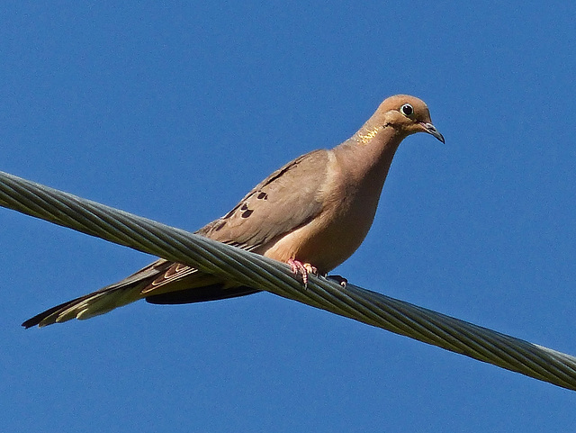 Mourning Dove / Zenaida macroura