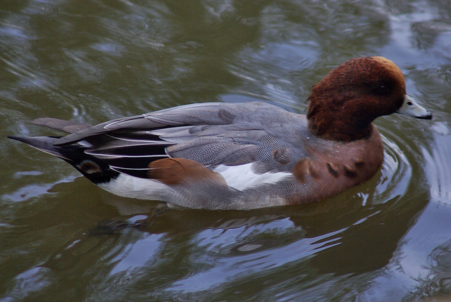 male Wigeon