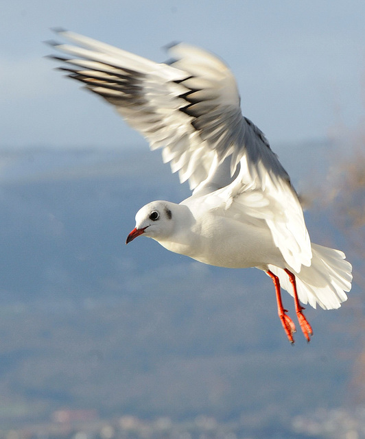 Une mouette observe...